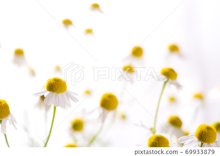白色背景德國洋甘菊花了 69933879