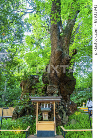 [靜岡縣] Okusu，熱海市久留宮神社的天然紀念館 69933943