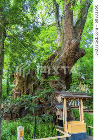 [靜岡縣] Okusu，熱海市久留宮神社的天然紀念館 69933950