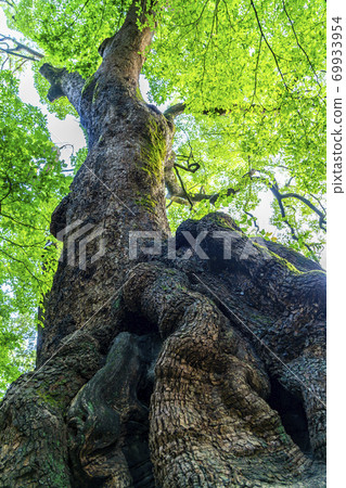 [Shizuoka Prefecture] Okusu, a natural monument at Kinomiya Shrine in Atami City 69933954