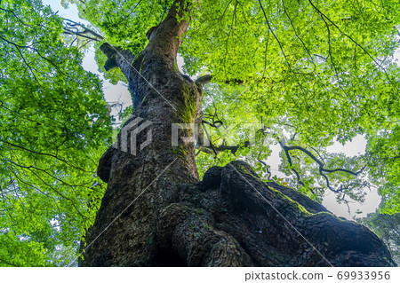 [Shizuoka Prefecture] Okusu, a natural monument at Kinomiya Shrine in Atami City 69933956