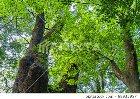 [靜岡縣] Okusu，熱海市久留宮神社的天然紀念館 69933957