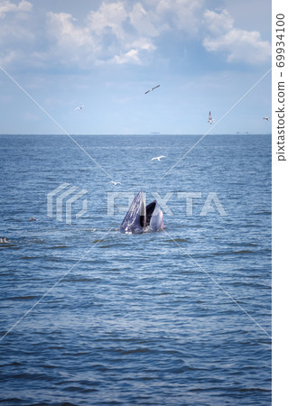 bryde's whale watching in gulf of thailand bryde's whale watching in gulf of thailand 69934100