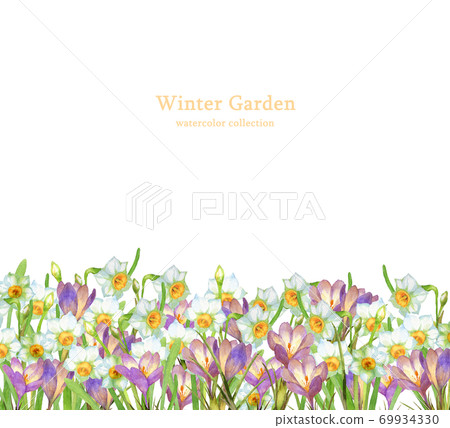 Winter flower field daffodils and crocuses 69934330