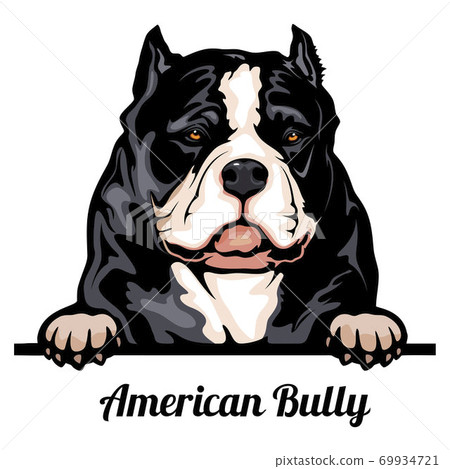 is the american bully legal in zimbabwe