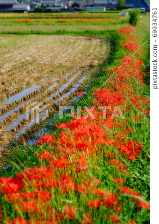 群集孤挺花 69934761