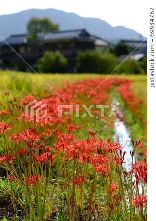 群集孤挺花 69934762