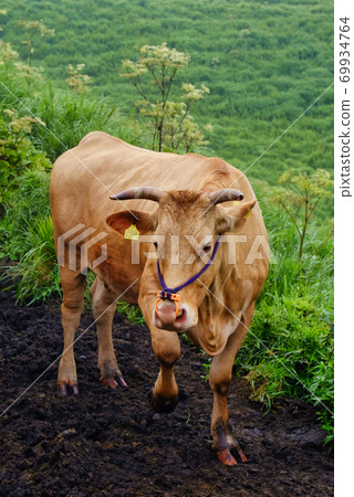 可愛的牛問候 69934764