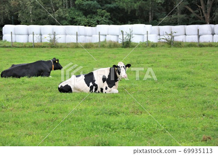 Holstein cattle Holstein cattle 69935113