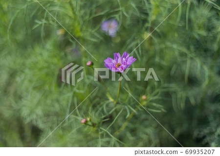 COSMOS Akisakura 2020 COSMOS Akisakura 2020 69935207
