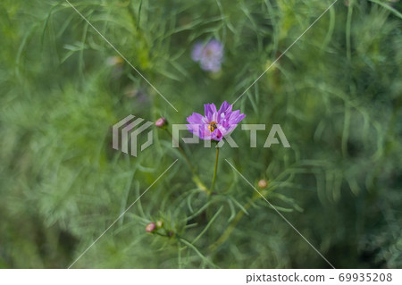 COSMOS Akisakura 2020 COSMOS Akisakura 2020 69935208