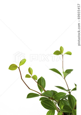 杏仁pepe葉子 69935457