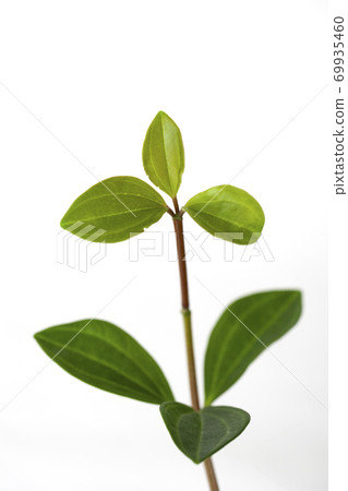 杏仁pepe葉子 69935460