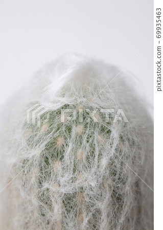 歡樂仙人掌 歡樂仙人掌 69935463