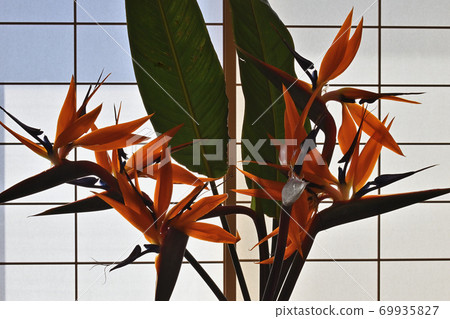 Bird of paradise Bird of paradise 69935827