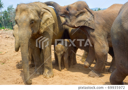 Pinnawala Elephants Orphanage. Sri Lanka 69935972