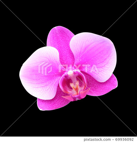 Pink orchid isolated on black background 69936092