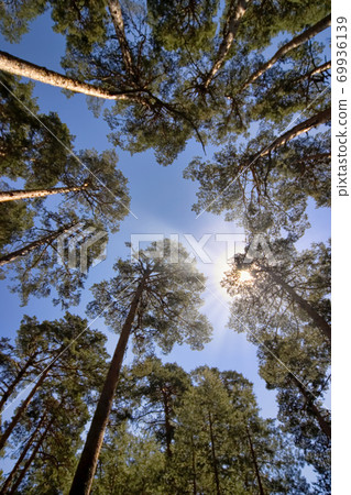 Scot Pine Forest, Guadarrama National Park, Spain 69936139