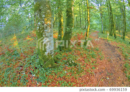 Forest Landscape, Valderejo Natural Park, Spain 69936159