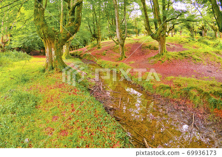 Otzarreta Beech Forest, Gorbeia Natural Park, Spain Otzarreta Beech Forest, Gorbeia Natural Park, Spain 69936173