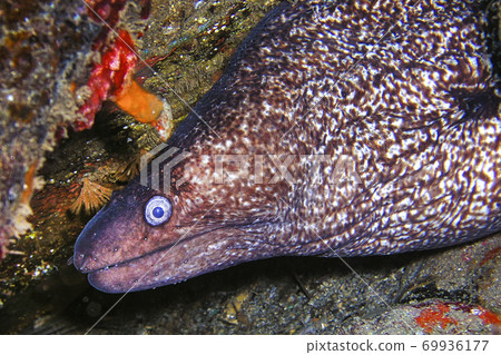Mediterranean Moray, Cabo Cope-Puntas del Calnegre Natural Park, Spain Mediterranean Moray, Cabo Cope-Puntas del Calnegre Natural Park, Spain 69936177