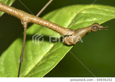 Tropical Stick Insect, Napo River Basin, Amazonia, Ecuador 69936202