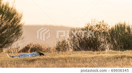Pointer pedigree dog stealthy hunting with radio collar at dawn Pointer pedigree dog stealthy hunting with radio collar at dawn 69936345