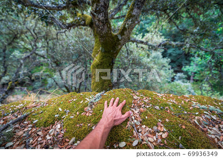 Left hand feeling the moss in the forest Left hand feeling the moss in the forest 69936349