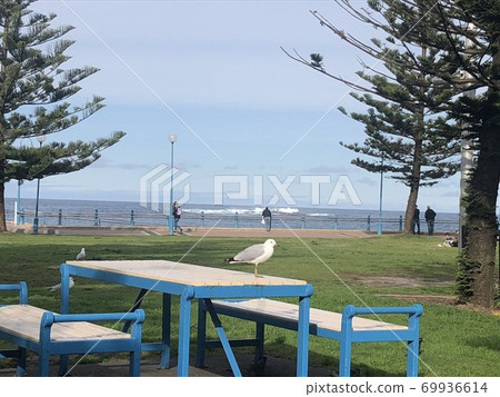 Seagull on the beach 69936614