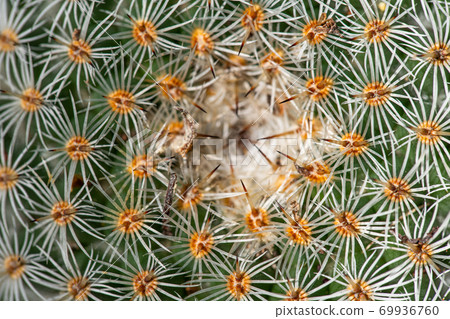Cactus top view background closeup macro pattern Cactus top view background closeup macro pattern 69936760