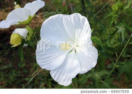 Titan Bicalus Titan Bicalus 69937059