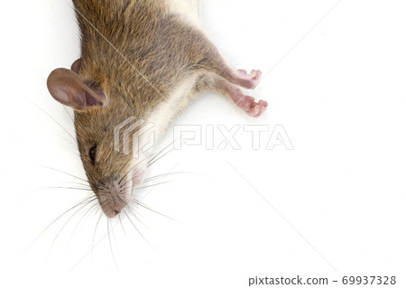 dead rat isolated on white background, 69937328