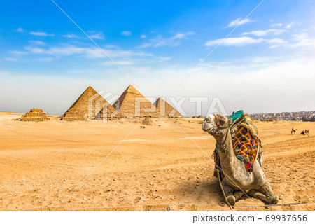 Camel and pyramids Camel and pyramids 69937656