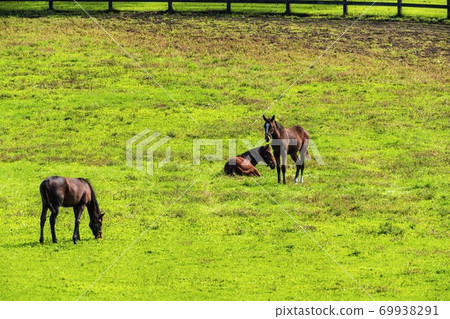 Racehorse ranch foal image Hokkaido Racehorse ranch foal image Hokkaido 69938291