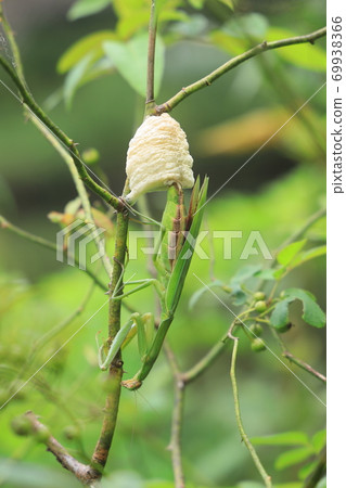 Mantis spawning scene (vertical composition) Mantis spawning scene (vertical composition) 69938366