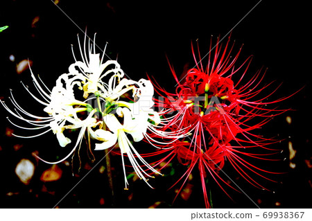 Red and white beak flowers 69938367