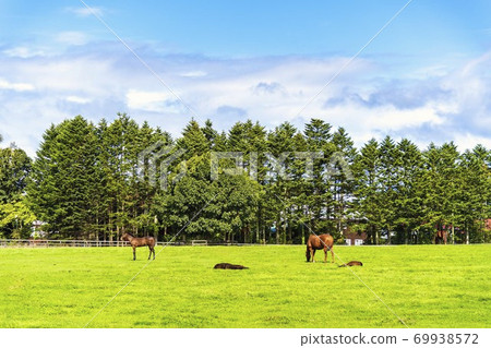 Racehorse ranch foal image Hokkaido 69938572