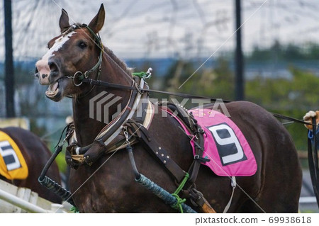 Nighter's Banei賽馬形象帶廣賽馬場 Nighter's Banei賽馬形象帶廣賽馬場 69938618