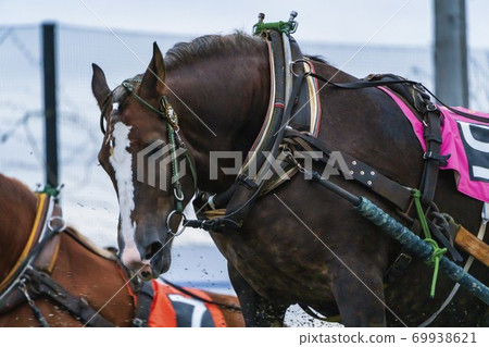 Night game Banei horse racing image Obihiro racecourse Night game Banei horse racing image Obihiro racecourse 69938621