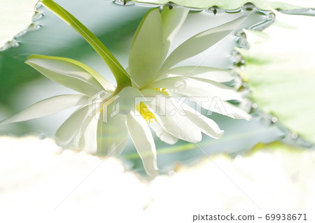 Water lily (water mirror) 69938671