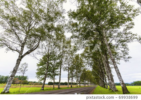 北海道音色町十勝牧場白葉林蔭道 北海道音色町十勝牧場白葉林蔭道 69938699