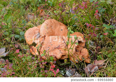 Group of mushrooms Suillus bovinus. 69938860