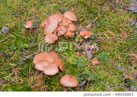 Group of mushrooms Suillus bovinus. Group of mushrooms Suillus bovinus. 69938861