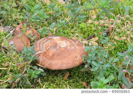 Mushrooms Suillus bovinus. Mushrooms Suillus bovinus. 69938863