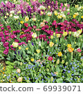 雙花鬱金香場 69939071