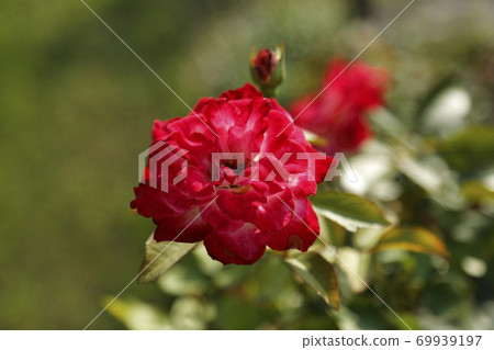 Arao City Ominous Citizen Flower Bed Rose Flower, 69939197