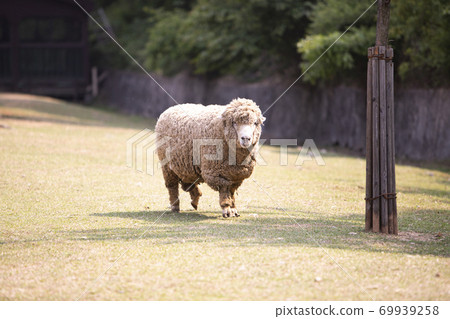 Sheep living on the ranch 69939258