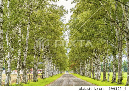 Tokachi Ranch Shirakaba Tree-lined Road, Otofuke-cho, Hokkaido Tokachi Ranch Shirakaba Tree-lined Road, Otofuke-cho, Hokkaido 69939344
