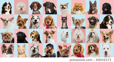Stylish dogs and cats posing. Cute pets happy. Creative collage isolated on multicolored studio background. Stylish dogs and cats posing. Cute pets happy. Creative collage isolated on multicolored studio background. 69939373