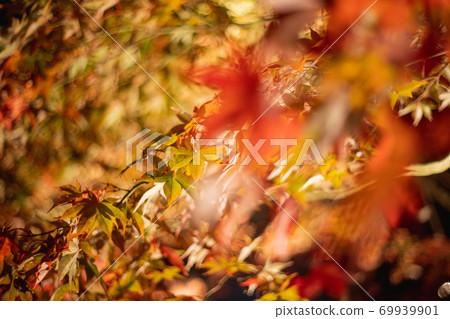 Oyama autumn leaves 1 Oyama autumn leaves 1 69939901